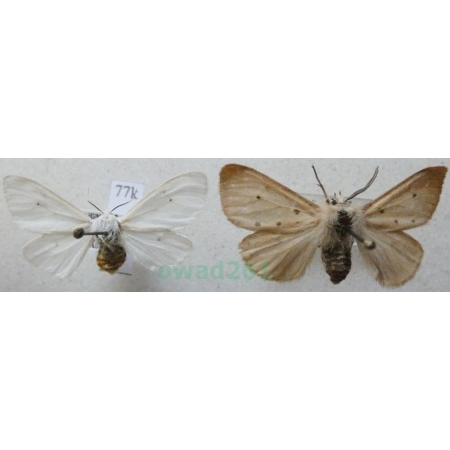 Diaphora mendica (Clerck, 1759) pair Misiówka gołotka Czech77k